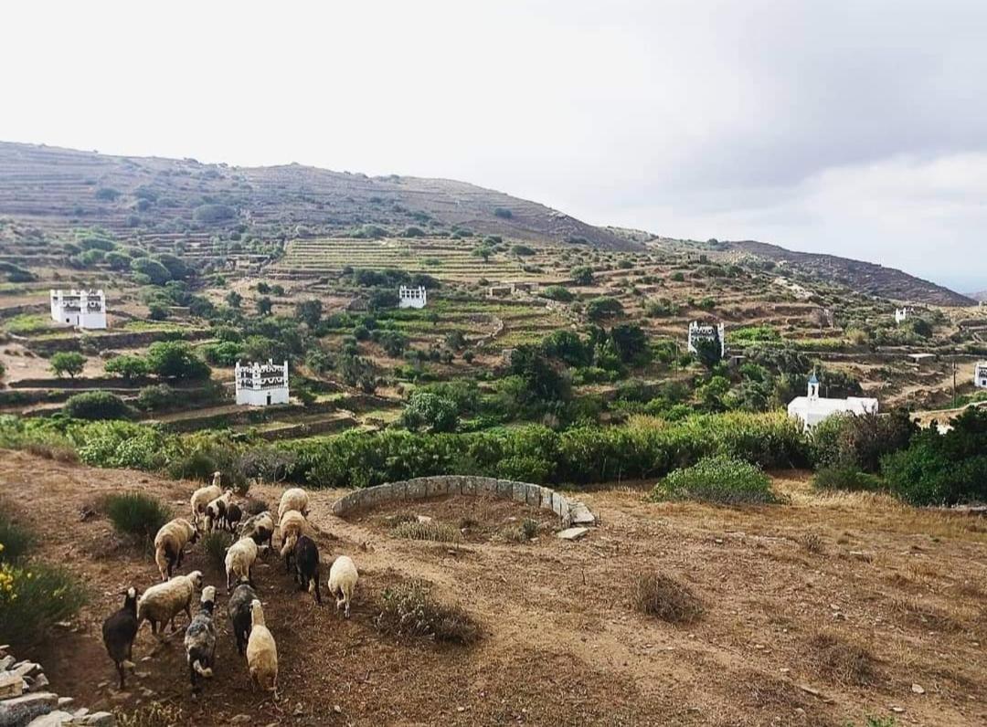 Apartmán Irene - Tarambados - Tinos Kámbos Exteriér fotografie